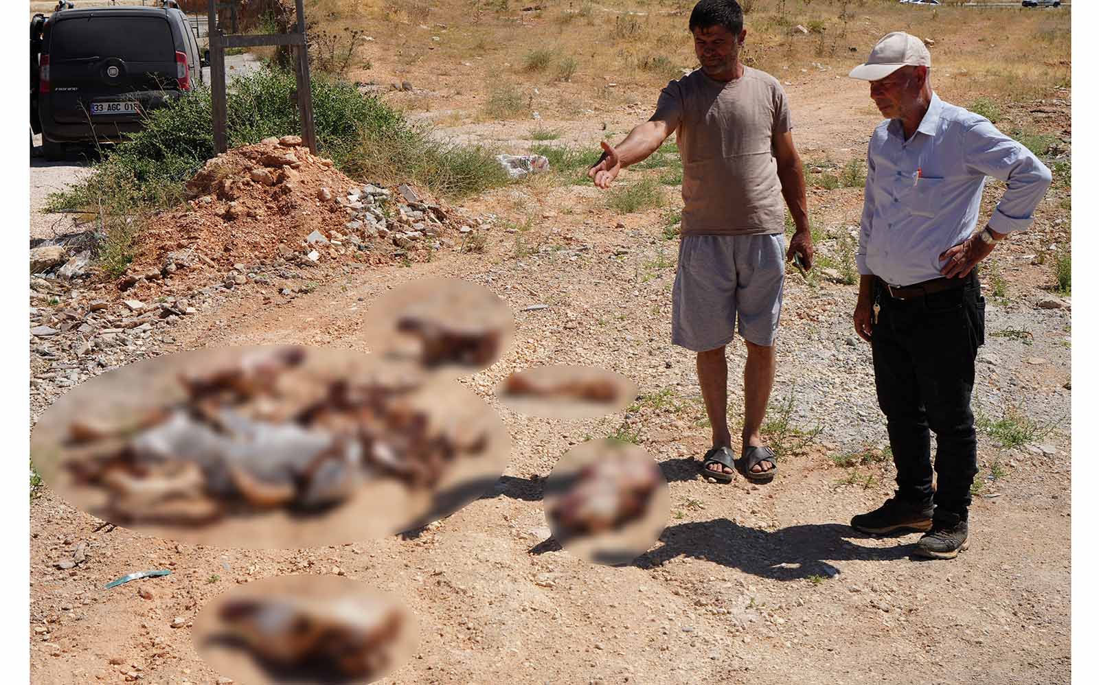 Gaziantep’te yol kenarına bırakılan at kafatası ve kemikleri hayrete düşürdü